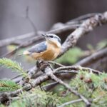 migratory bird